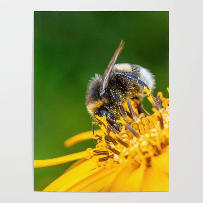 Bumblebee Collecting Nectar Macro Photography Poster