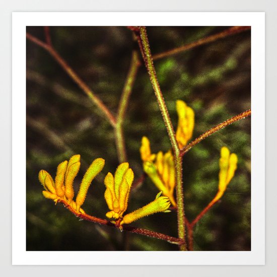 Yellow Kangaroo Paw flower against a blurred background Art Print