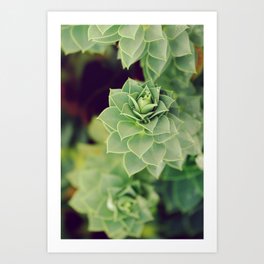 Spiral succulent | Myrtle Spurge | Euphorbia Myrsinites plant Art Print | Photo, Nature, Color, Perennial, Curly, Leaves, Euphorbia, Succulent, Green, Pale 