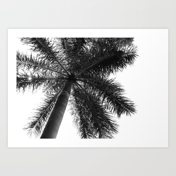 Palm Tree | Landscape Photography | B&W Art Print