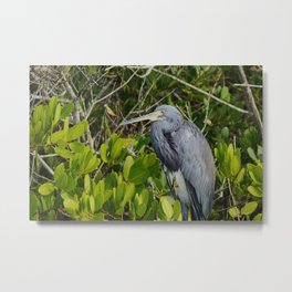 Little Blue Heron perched in a tree Metal Print | Grey, Egret, Stork, Blue, Leaf, Usa, Animal, Florida, Little, Bird 