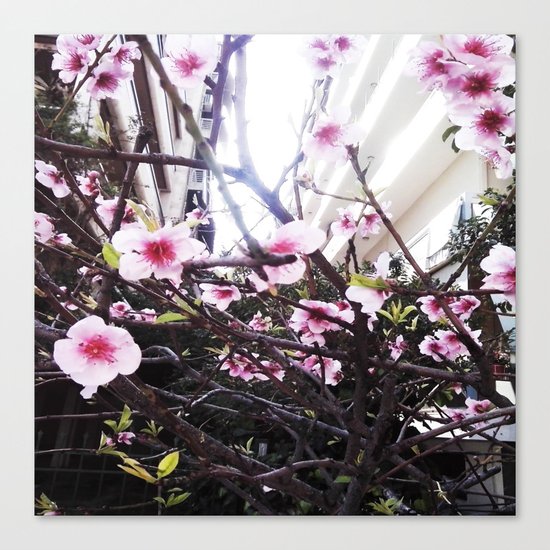 Αlmond tree Canvas Print