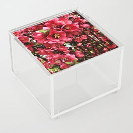 Japanese Quince  Acrylic Box