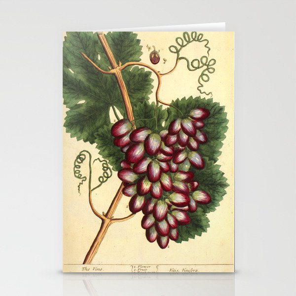 Grapevine by Elizabeth Blackwell from "A Curious Herbal," 1737 (benefiting The Nature Conservancy) Stationery Cards