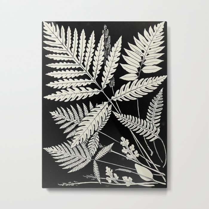 Ferns and evergreens of New England-Edward Knobel - 1895 Leaves Black & White Ink Pattern Metal Print