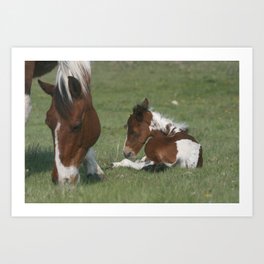 mom and foal Art Print | Color, Photo 