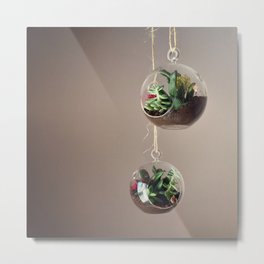 Succulents Metal Print | Succulent, Photo, Terrarium, Cacti, Cactus, Terrariums, Plant, Feminine, Girly, Pretty 