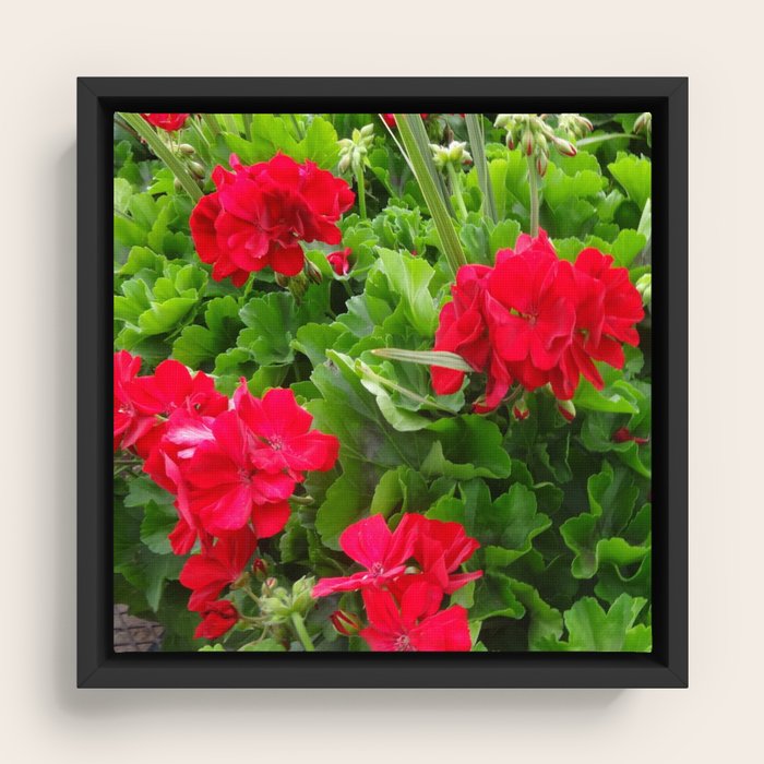 Framed Canvas