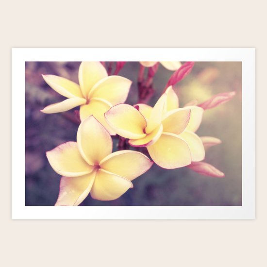 Frangipani Art Print