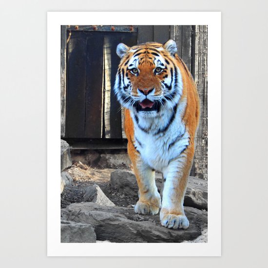Zoo Art Print