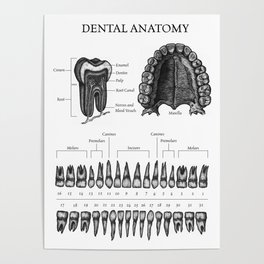 Dental Anatomy Poster