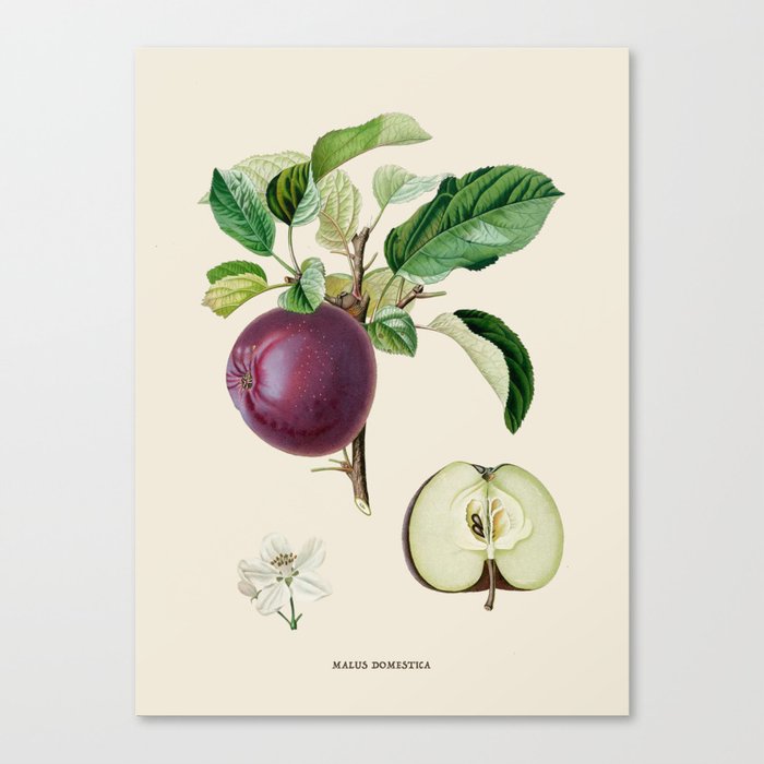 Apple Antique Botanical Illustration Canvas Print