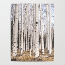 Trees of Reason - Birch Forest Poster