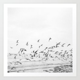 "Seagulls" | Coastal black and white photo | Film photography | Beach - square Art Print