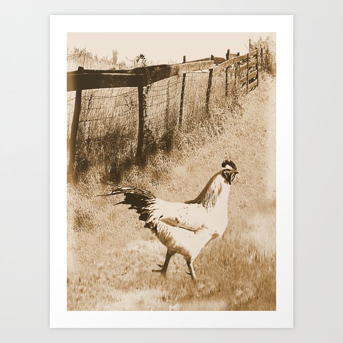Rustic Country Rooster Modern Country Kitchen Farmhouse Art Matted Picture A572 