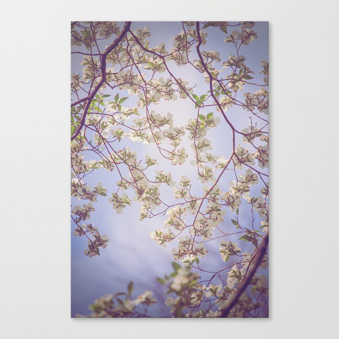 Spring Lullaby (cool version) x Dogwood Blooms Art Canvas Print