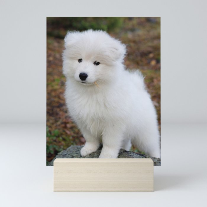 Miniature cheap samoyed dog