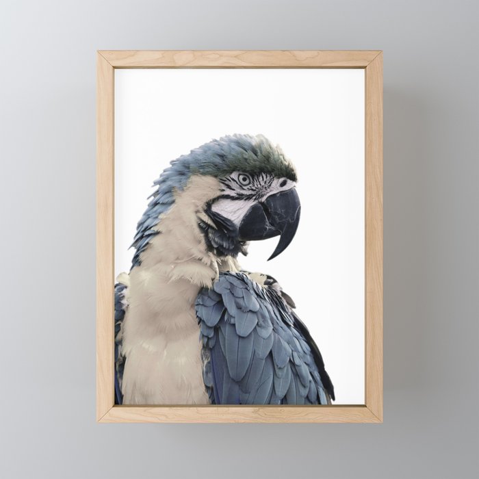 Blue Parrot Framed Mini Art Print
