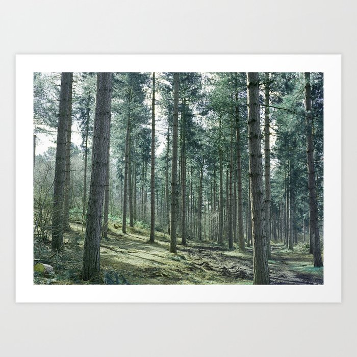 The pines forêt Art Print