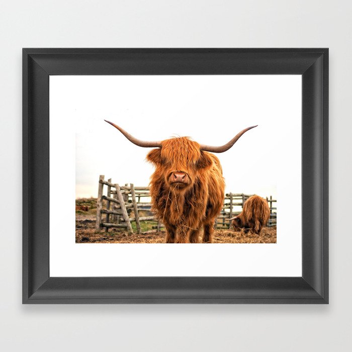 Highland Cow in a Fence Framed Art Print