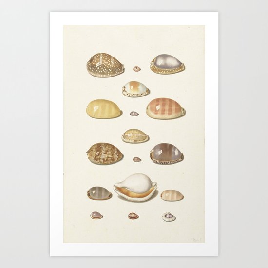 Seashell Chart