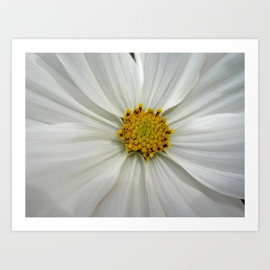 white cosmos III Art Print