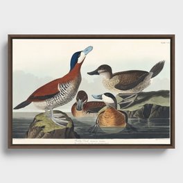Ruddy Duck  from Birds of America (1827) by John James Audubon  Framed Canvas