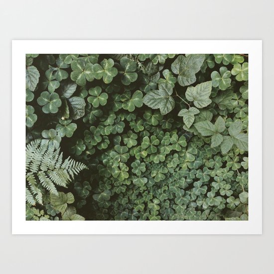 Wood Sorrel Art Print