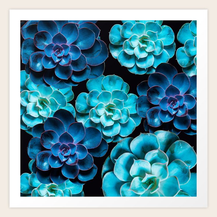 Succulent Plants In Blue And Turquoise Color Decor Society6 Buyart Art Print By Paivi Vikstrom Society6