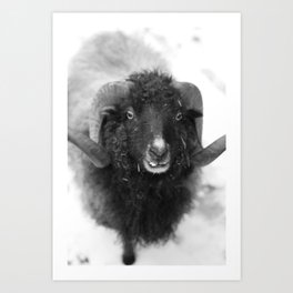 The black sheep, black and white photography Art Print