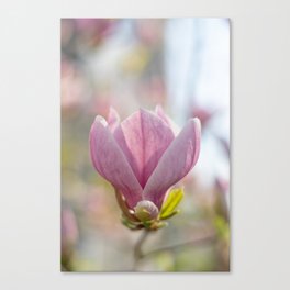 Spring is here Canvas Print
