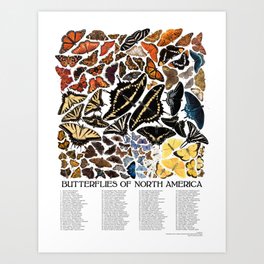 Butterflies of North America Art Print