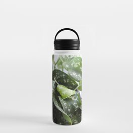 Scindapsus  |  The Houseplant Collection Water Bottle