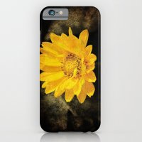 Beautiful Sunflower With Dark Brown Background