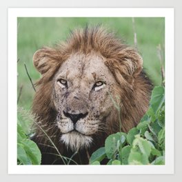 Male Lion, Uganda Art Print