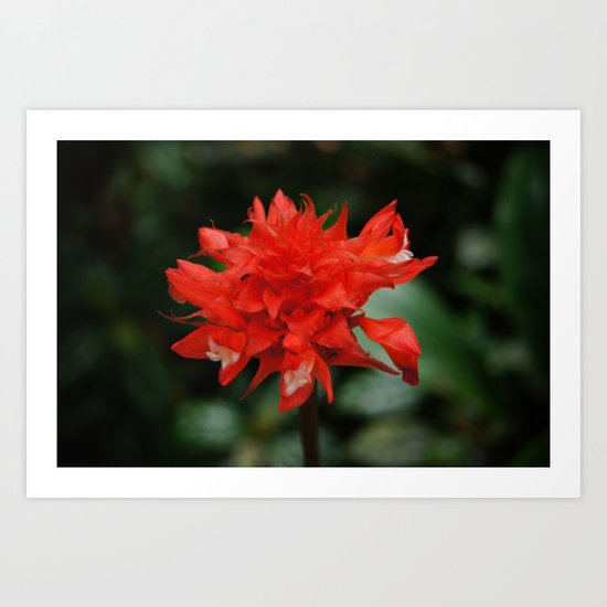 Red heart Art Print
