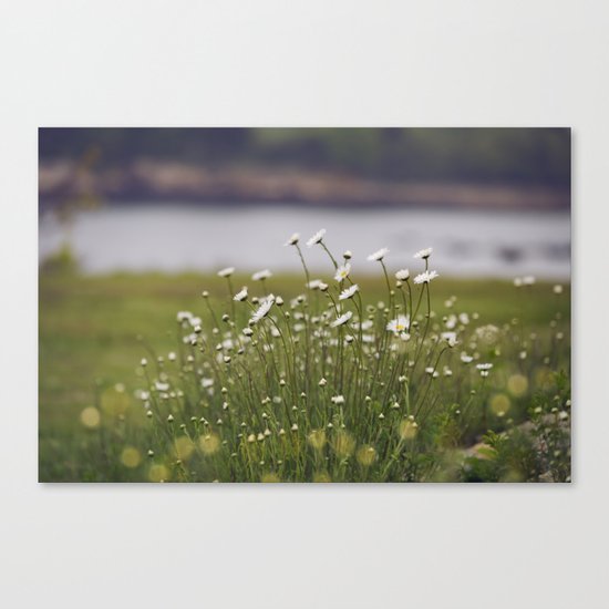 Wild Daisy's Canvas Print