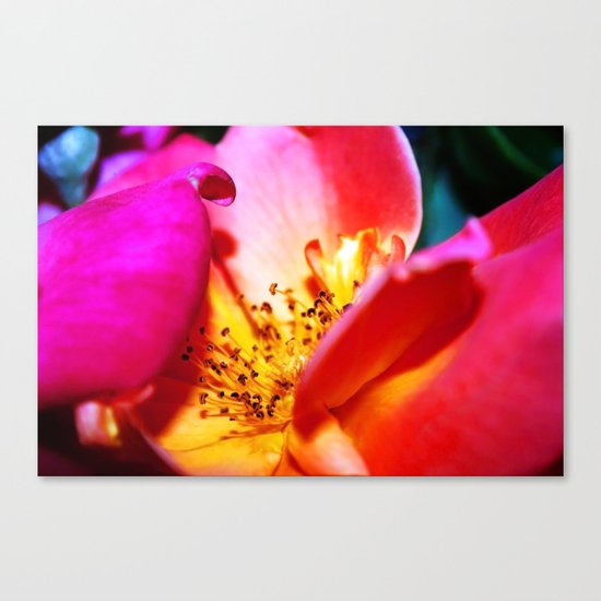 Rose Blush Canvas Print