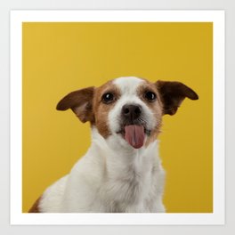 Jack Russell Terrier 7 Art Print