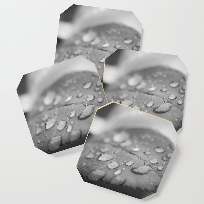 Dew On Leaf Of Rose Plant Black And White Floral Botanical Nature Photo Coaster By Pipafineart