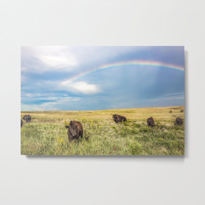 Rainbows and Bison - Buffalo on the Tallgrass Prairies of Oklahoma Metal Print