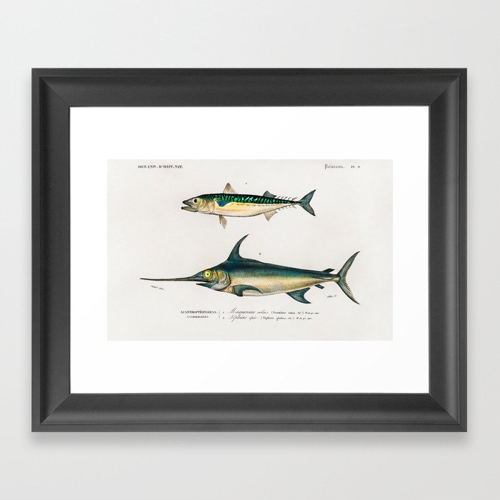 and Xiphias, Swordfish Illustration Fish Identification Chart