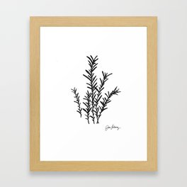Rosemary herb Black and white pencil and ink sketch, by Jason Callaway Framed Art Print