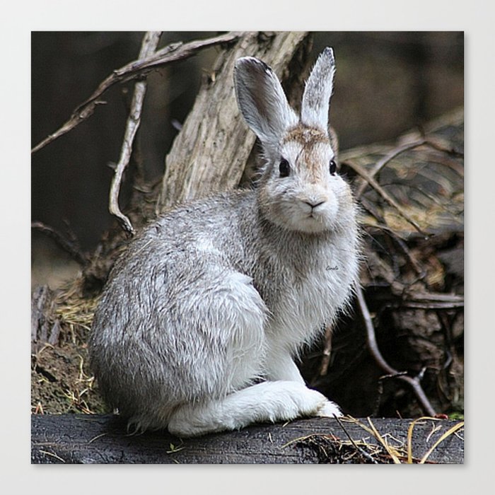 Snowshoe Hare Rabbit Canvas Print