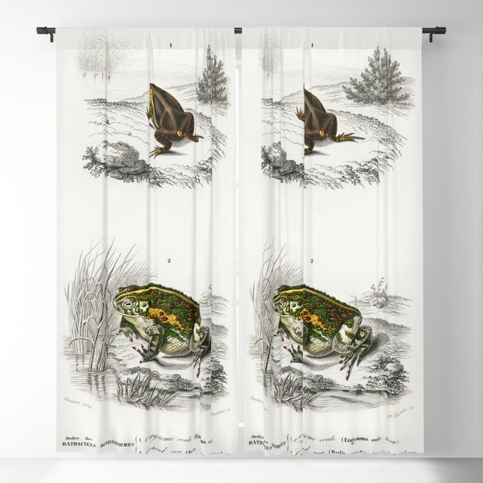 Oval Frog & Green Toad Blackout Curtain