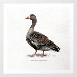 Greater white-fronted goose scientific illustration art print Art Print