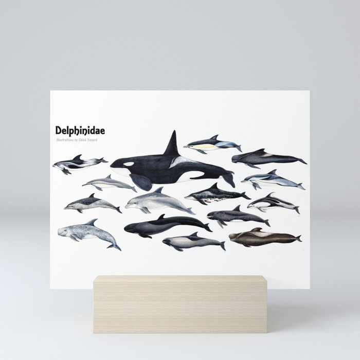 Delphinidae: Dolphin family Mini Art Print