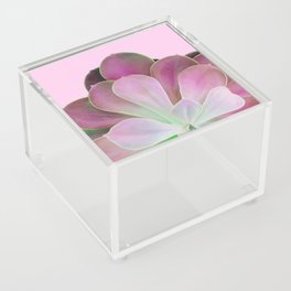 Acid Green and Pink Echeveria Acrylic Box