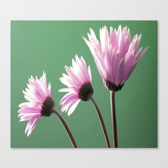 Rose Gerbera Daisy Canvas Print