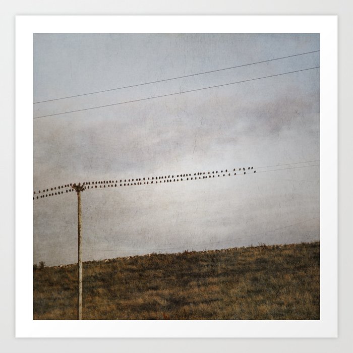 A Flock of Starlings on Telephone Wires Art Print